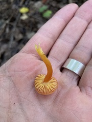 Hygrocybe