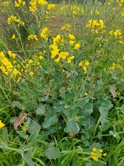 Brassica napus