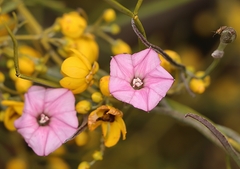 Convolvulus remotus
