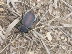 Eleodes suturalis