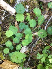 Sidalcea