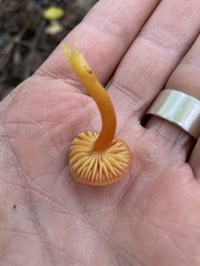 Hygrocybe