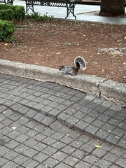 Sciurus aureogaster