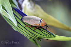 Ellipsidion humerale