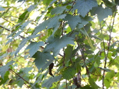 Physocarpus capitatus