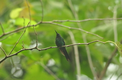 Thalurania glaucopis