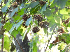 Physocarpus capitatus