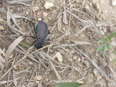 Eleodes suturalis