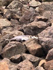 Seriola lalandi