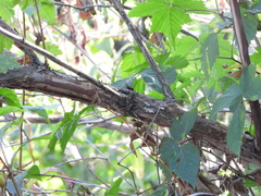 Physocarpus capitatus