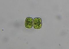 Desmidiaceae