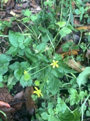Ranunculus silerifolius