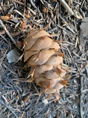 Pseudotsuga menziesii glauca