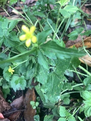 Ranunculus silerifolius