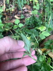 Ranunculus silerifolius