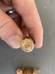 Calostoma ravenelii ravenelii
