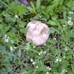 Agaricus deserticola