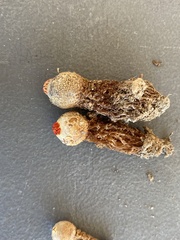 Calostoma ravenelii ravenelii