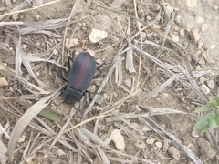Eleodes suturalis