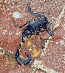 Centruroides gracilis