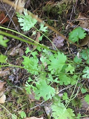 Sidalcea