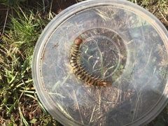 Scolopendra morsitans