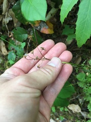 Sidalcea