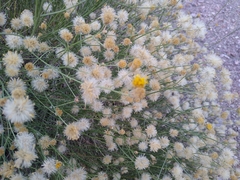 Bebbia juncea aspera