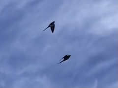 Nymphicus hollandicus