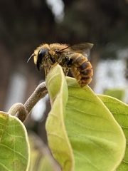 Osmia azteca
