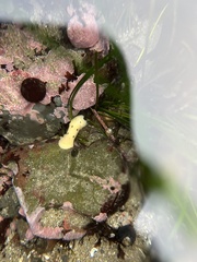 Diaulula sandiegensis