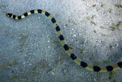Hydrophis coggeri