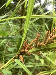Carex baccans