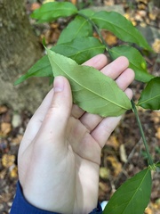 Euonymus americanus