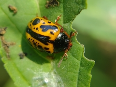 Calligrapha fulvipes