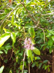 Chrysobalanaceae
