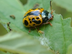 Calligrapha fulvipes