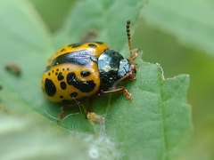 Calligrapha fulvipes