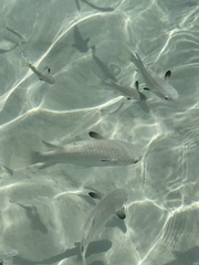 Ellochelon vaigiensis