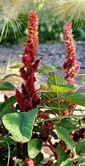 Amaranthus hybridus