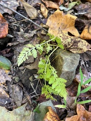 Botrypus virginianus