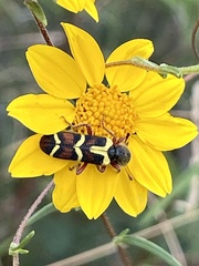 Trichodes peninsularis horni