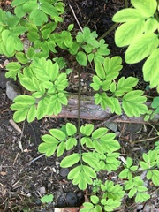 Corydalis