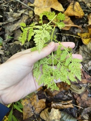 Botrypus virginianus