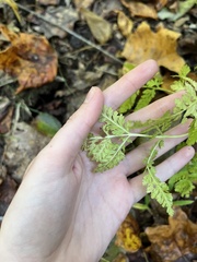 Botrypus virginianus