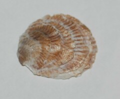 Crepidula lessonii