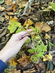 Botrypus virginianus