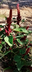 Amaranthus hybridus