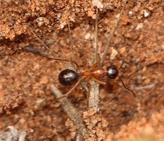 Camponotus terebrans