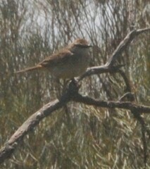 Cincloramphus mathewsi